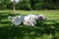 Setter Anglais DIVA DE MADOLLY'S Setter Anglais DIVA DE MADOLLY'S